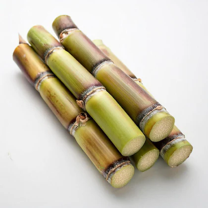Sugarcane